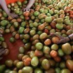 Tomato Tariffs and U.S.-Mexico Trade: Who Really Pays?