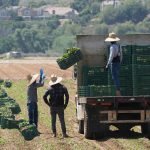 migrants farming